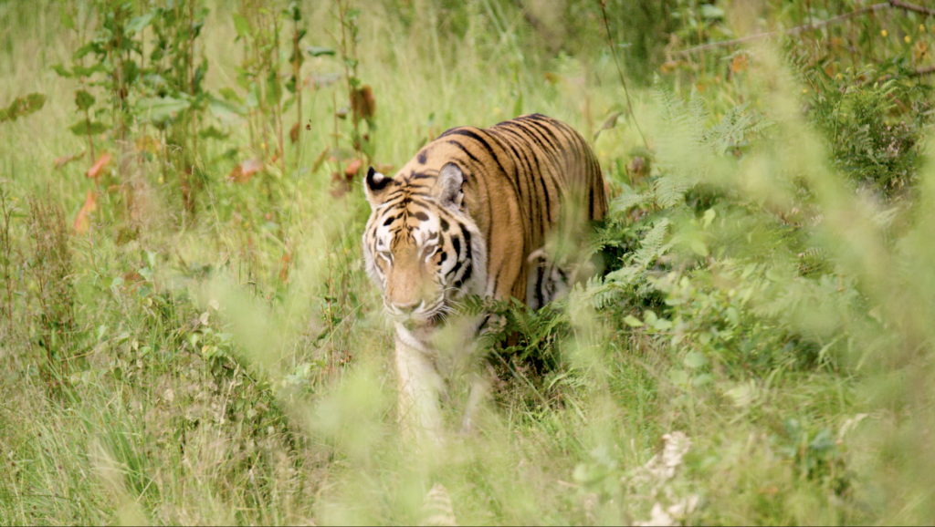 Tiger at the Carolina Tiger Rescue in Pittsboro, North Carolina